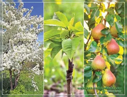 Cum de a alege stocul potrivit și la ce oră este cel mai bine pentru a planta copaci, cu mâinile lor - cum ar fi