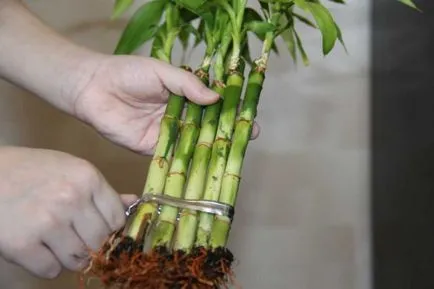 Cum de a forma bambus interior