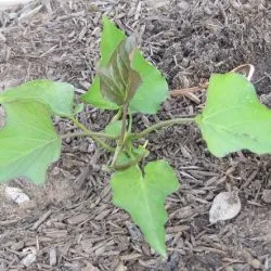 Cum de a planta de plantare dulce de cartofi și de îngrijire în câmp deschis, fotografie, cultivarea în banda de mijloc