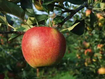 Milyen a növény egy almafa lépésről lépésre, egy mag, a bölcsődei