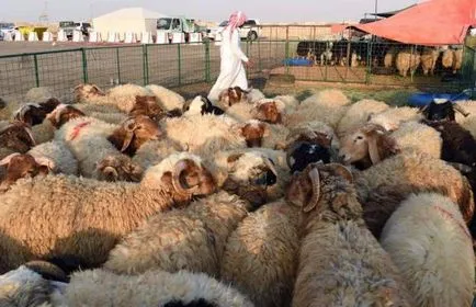 Как да се намали овца от правилата