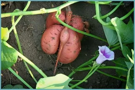 Cum de a planta de plantare dulce de cartofi și de îngrijire în câmp deschis, fotografie, cultivarea în banda de mijloc
