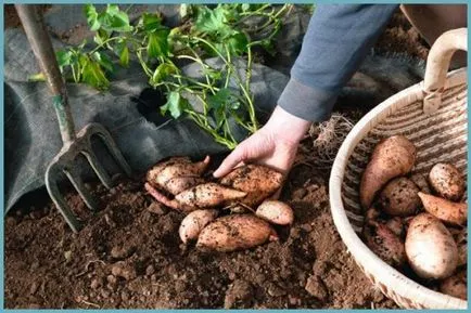 Milyen a növény édes burgonya ültetése és gondozása a nyílt terepen, fotó, termesztés a középső sávban