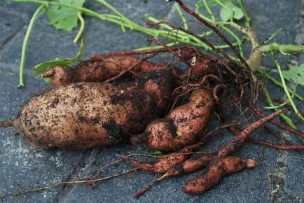 Cum de a planta de plantare dulce de cartofi și de îngrijire în câmp deschis, fotografie, cultivarea în banda de mijloc