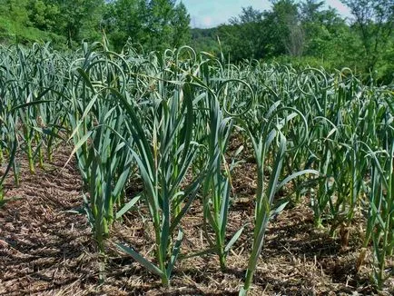 Cum de a planta usturoi pentru sfaturi de iarnă, sfaturi, fotografii