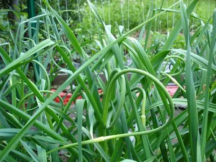 Cum de a planta usturoi pentru sfaturi de iarnă, sfaturi, fotografii