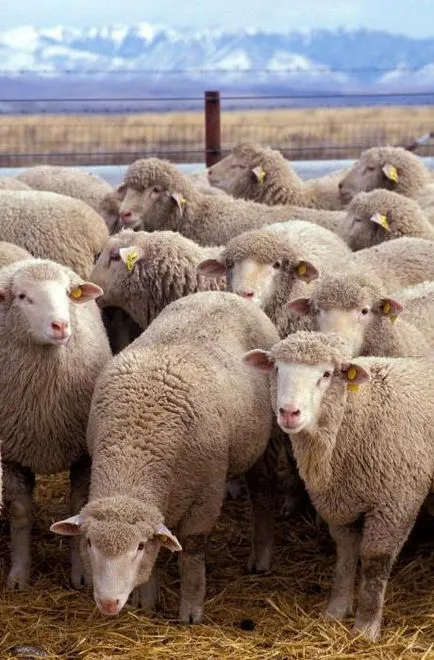 Hogyan lehet csökkenteni a juhok a szabályok szerint