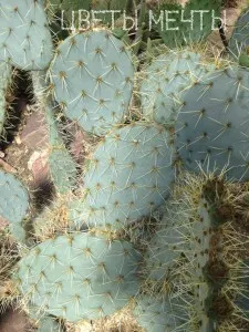 Fügekaktusz kaktusz, gondoskodás, fotók, kilátás, virág álom