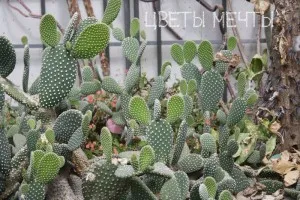 Fügekaktusz kaktusz, gondoskodás, fotók, kilátás, virág álom