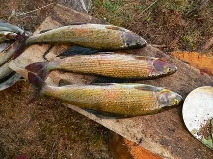 Ca sare Grayling - sărare Grayling la domiciliu