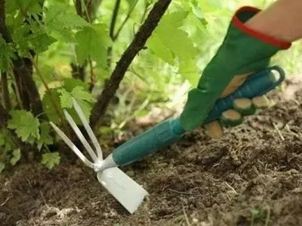 Hogyan növelhető a ribizli termés