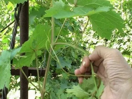 Hogyan törődik szőlőt nyáron