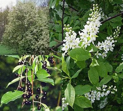 Cum să se pregătească pentru iarnă, gustoase și sănătoase gem de cireșe sălbatice