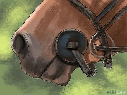 Как да се впрегне коня