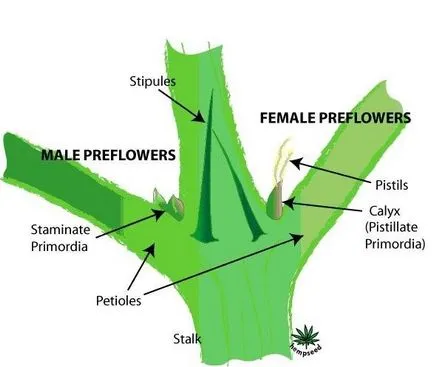 Hogyan növekszik a kannabisz Indore