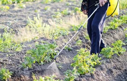 Hogyan kell kezelni a burgonyabogár méreg, népi jogorvoslat, biológiai