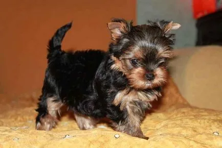 Yorkshire terrier, hogyan kell kiválasztani egy kiskutya egy alomból York