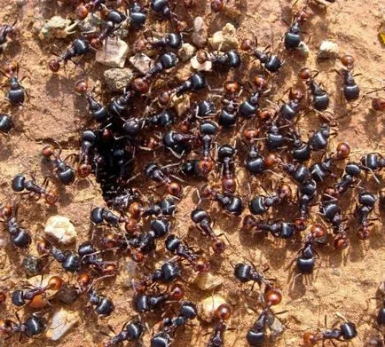 Как да се справим с мравките в градината, изграждане на портал