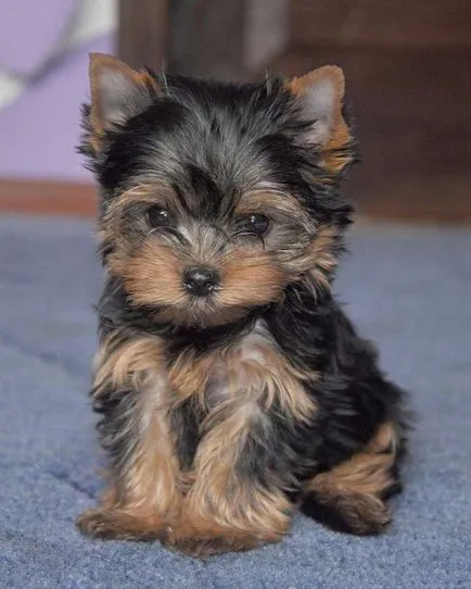 Yorkshire terrier, hogyan kell kiválasztani egy kiskutya egy alomból York