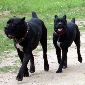 Cane corso - rasa câini-gladiatori