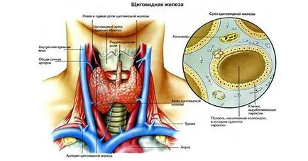 Овесена каша за щитовидната жлеза