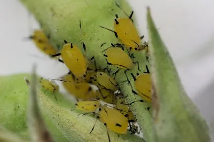 Kalanchoe elsorvad, hogy mit és hogyan kell menteni növény