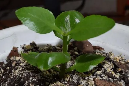 Kalanchoe - fotografie kalanchoe, condițiile de creștere, îngrijire și propagare