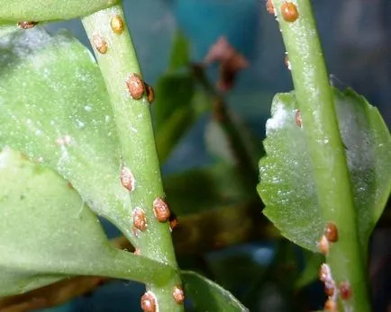 Kalanchoe elsorvad, hogy mit és hogyan kell menteni növény