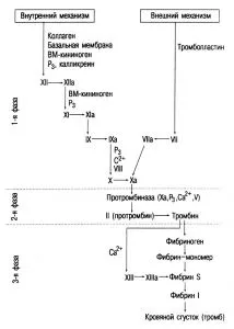 Коагулация механизъм на хомеостазата