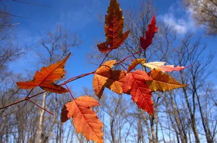 Maples ismeri, de nagyon eltérő