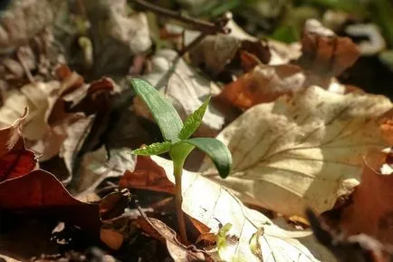 Maples ismeri, de nagyon eltérő