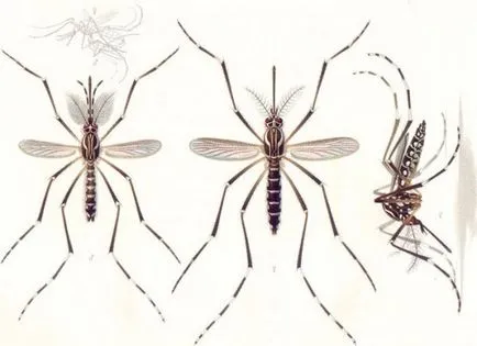 Комарите мъже и жени, техните различия