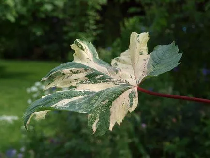 Maples ismeri, de nagyon eltérő