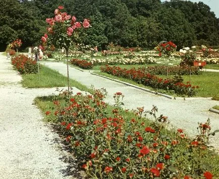 colecții de plante