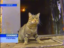 Cat Васка спаси живота на 15 души, героите на нашето време