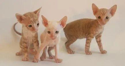 Cornish Rex képek, fajta leírás, karakter, ár