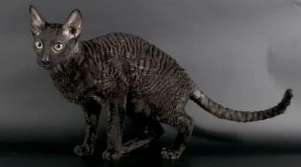 Cornish Rex képek, fajta leírás, karakter, ár