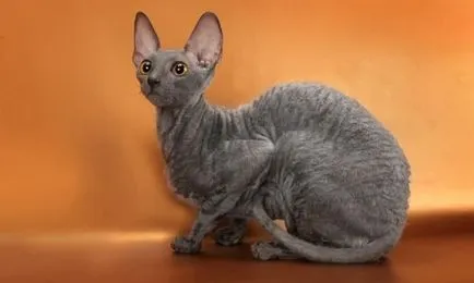 Cornish Rex képek, fajta leírás, karakter, ár