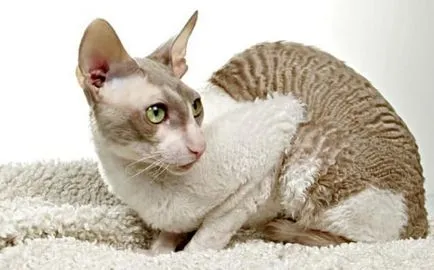 Cornish Rex képek, fajta leírás, karakter, ár