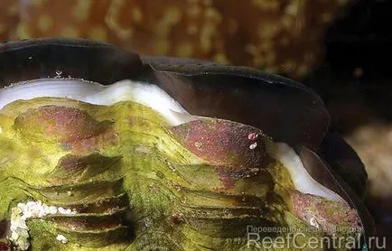 Нахранете Tridacna мекотели в аквариума (обикновено) не е необходимо