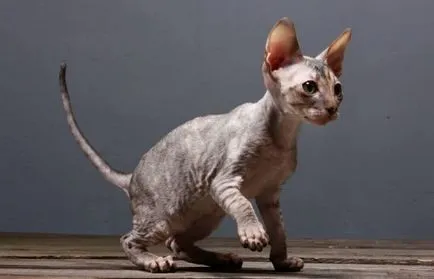 Cornish Rex képek, fajta leírás, karakter, ár