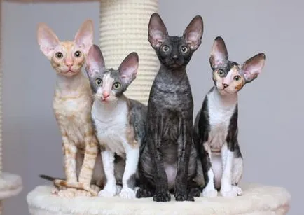 Cornish Rex képek, fajta leírás, karakter, ár