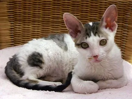 Cornish Rex képek, fajta leírás, karakter, ár