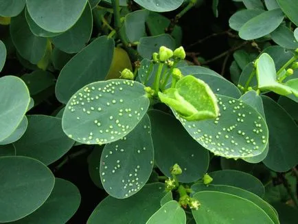 houseplants putregaiul rădăcinilor cum să se ocupe (droguri)