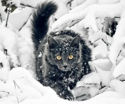 Kote în lentilă sau fotografierea animale de companie, face fotografie