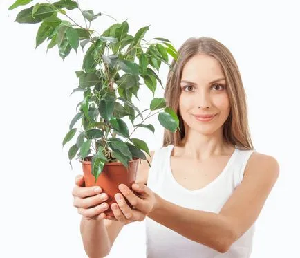 houseplants putregaiul rădăcinilor cum să se ocupe (droguri)