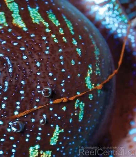 Hraneste moluste Tridacna în acvariu (de obicei) nu este necesar