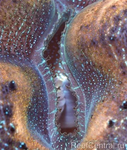 Hraneste moluste Tridacna în acvariu (de obicei) nu este necesar