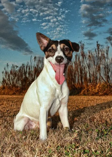 Kote în lentilă sau fotografierea animale de companie, face fotografie