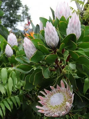 Frumoase flori tropicale și exotice din fotografie grădină și crini calla, yucca, Eland, orhidee, și amarant